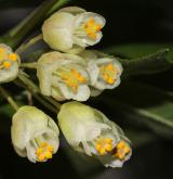 klokoč trifolia <i>(Staphylea trifolia)</i> / Květ/Květenství