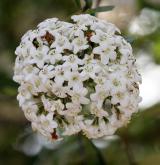 kalina Burkwoodova <i>(Viburnum ×burkwoodii)</i> / Květ/Květenství