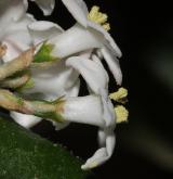 kalina Burkwoodova <i>(Viburnum ×burkwoodii)</i> / Květ/Květenství