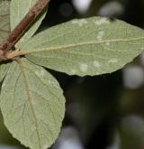 kalina Burkwoodova <i>(Viburnum ×burkwoodii)</i> / List