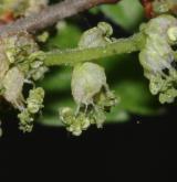 zelkova habrolistá <i>(Zelkova carpinifolia)</i> / Květ/Květenství