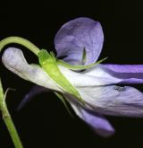 violka  <i>(Viola ×dubia)</i> / Květ/Květenství