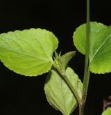 violka  <i>(Viola ×dubia)</i> / List