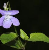 violka  <i>(Viola ×dubia)</i> / Habitus
