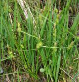 ostřice rusá <i>(Carex flava)</i> / Habitus