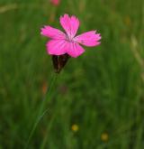 hvozdík kartouzek <i>(Dianthus carthusianorum)</i>