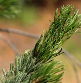 borovice osinatá <i>(Pinus aristata)</i> / List