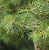 borovice Armandova <i>(Pinus armandii)</i> / List