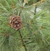 borovice Armandova <i>(Pinus armandii)</i> / Plod