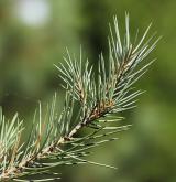 borovice jednolistá <i>(Pinus monophylla)</i> / List