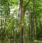 jeřáb oskeruše <i>(Sorbus domestica)</i> / Habitus