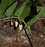 kokořík širolistý <i>(Polygonatum latifolium)</i> / Květ/Květenství