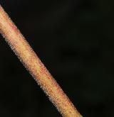 kokořík širolistý <i>(Polygonatum latifolium)</i> / Stonek