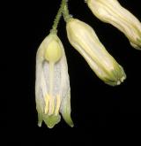 kokořík širolistý <i>(Polygonatum latifolium)</i> / Květ/Květenství