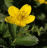 mochna husí <i>(Potentilla anserina)</i>