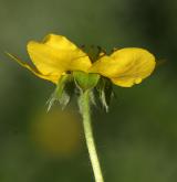 mochna husí <i>(Potentilla anserina)</i> / Květ/Květenství