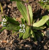 kozlíček polníček <i>(Valerianella locusta)</i> / Habitus