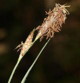 ostřice srstnatá <i>(Carex hirta)</i> / Květ/Květenství