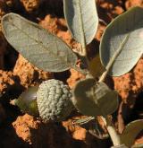 dub okrouhlolistý <i>(Quercus rotundifolia)</i> / Plod