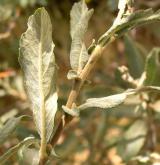vrba salviifolia <i>(Salix salviifolia)</i> / List