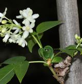 klokoč  <i>(Staphylea ×elegans)</i> / Květ/Květenství