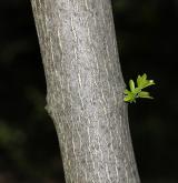 klokoč  <i>(Staphylea ×elegans)</i> / Větve a pupeny