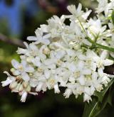 klokoč  <i>(Staphylea ×elegans)</i> / Květ/Květenství