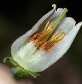 brusnice chocholičnatá <i>(Vaccinium corymbosum)</i> / Květ/Květenství