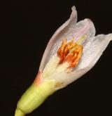 brusnice vejčitá <i>(Vaccinium ovatum)</i> / Květ/Květenství