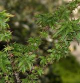 javor dlanitolistý <i>(Acer palmatum)</i> / kultivary