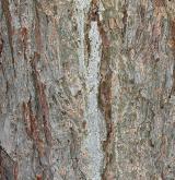 borovice drobnoklvětá <i>(Pinus parviflora)</i> / Borka kmene