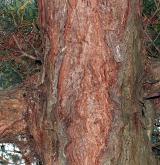borovice drobnoklvětá <i>(Pinus parviflora)</i> / Borka kmene