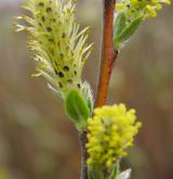vrba plazivá <i>(Salix repens)</i> / Květ/Květenství