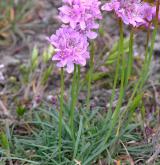 trávnička obecná <i>(Armeria vulgaris)</i> / Květ/Květenství