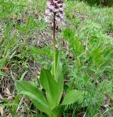 vstavač zvrhlý <i>(Orchis ×hybrida)</i> / Habitus