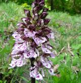 vstavač zvrhlý <i>(Orchis ×hybrida)</i> / Květ/Květenství
