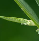 vikev úzkolistá <i>(Vicia angustifolia)</i>