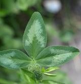 jetel luční <i>(Trifolium pratense)</i> / List