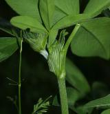 jetel luční <i>(Trifolium pratense)</i> / Ostatní