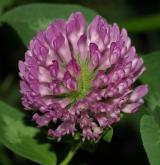 jetel luční <i>(Trifolium pratense)</i> / Květ/Květenství