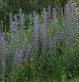 hadinec obecný <i>(Echium vulgare)</i>