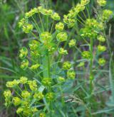 pryšec obecný <i>(Euphorbia esula)</i> / Květ/Květenství