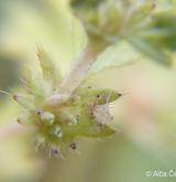 nepatrnec drobnoplodý <i>(Aphanes australis)</i> / Květ/Květenství