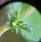 nepatrnec drobnoplodý <i>(Aphanes australis)</i> / Květ/Květenství