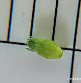 nepatrnec drobnoplodý <i>(Aphanes australis)</i> / Plod