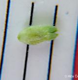 nepatrnec drobnoplodý <i>(Aphanes australis)</i> / Plod