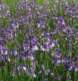 kosatec sibiřský <i>(Iris sibirica)</i> / Porost