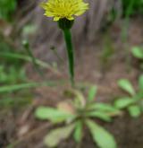 písečnatka nejmenší <i>(Arnoseris minima)</i> / Květ/Květenství