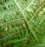 papratka horská <i>(Athyrium distentifolium)</i> / Ostatní