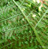 papratka horská <i>(Athyrium distentifolium)</i> / Ostatní